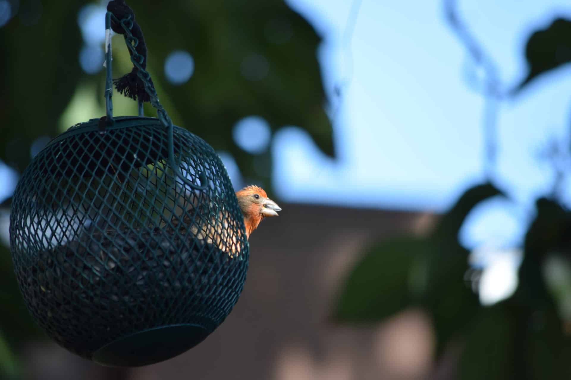 Bird in Hanging Basket DSC_0327